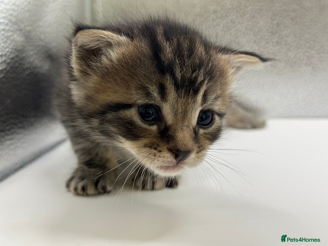 Maine Coon cats for sale: Main coon X  - Image 8