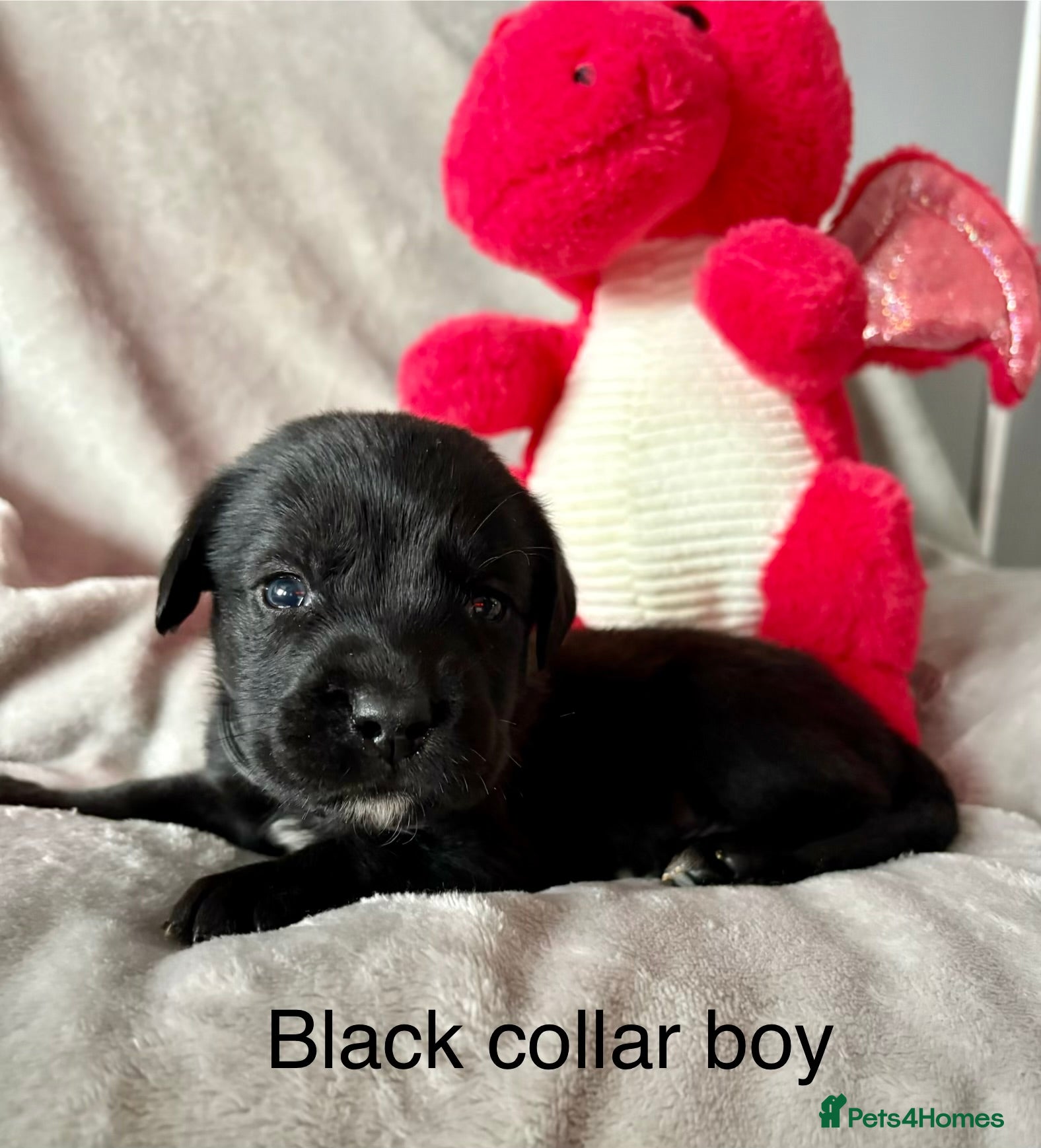 Mixed Breed dogs Gorgeous Old English mastiff x Labrador puppies - Advert 10