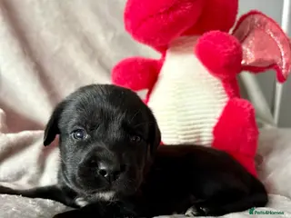 Mixed Breed dogs Gorgeous Old English mastiff x Labrador puppies - Advert 10