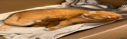 Scottish Fold cats for stud: Scottish straight gold male  - Advert 2