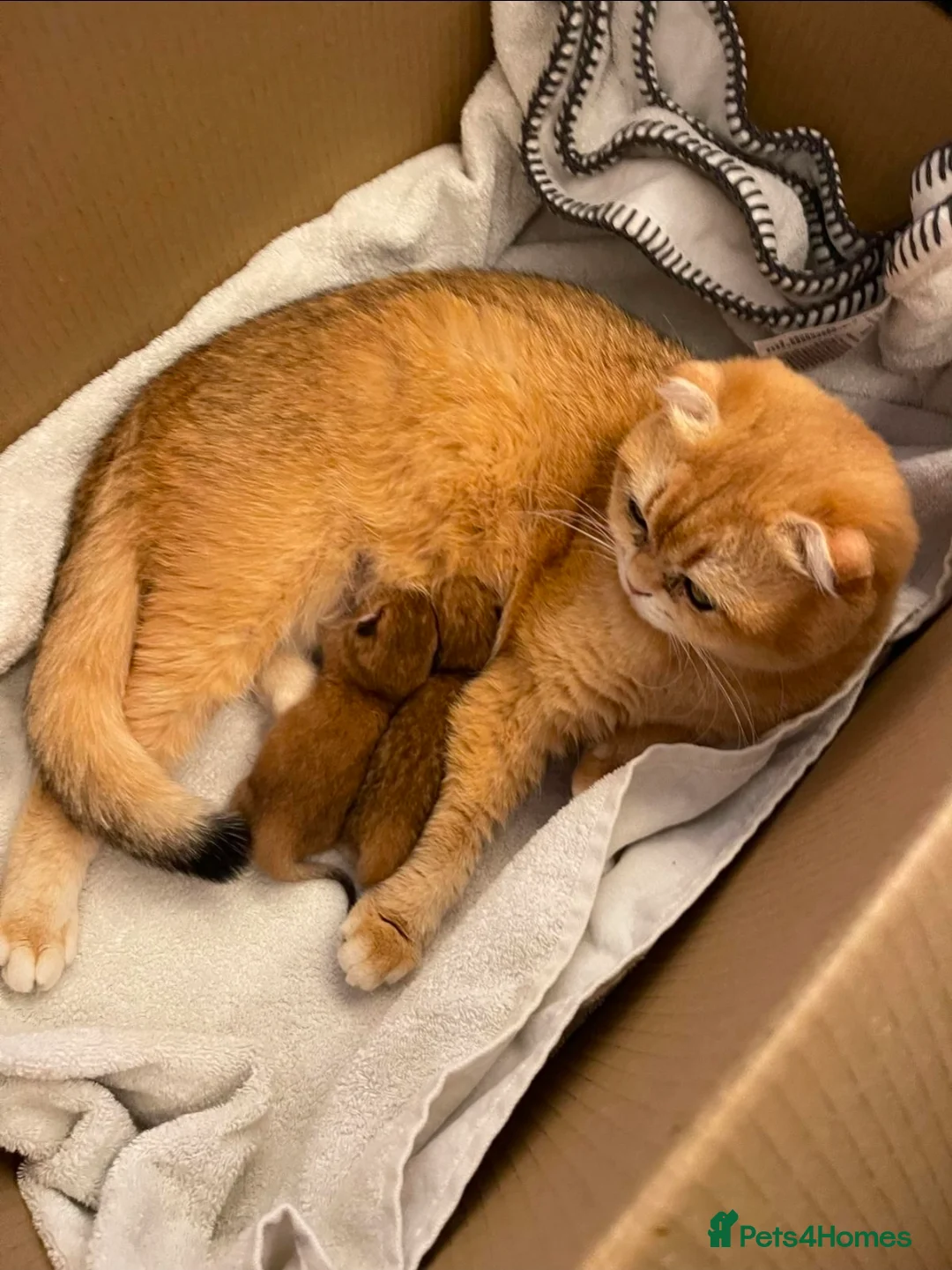 Scottish Fold cats for stud: Scottish straight gold male  - Advert 2