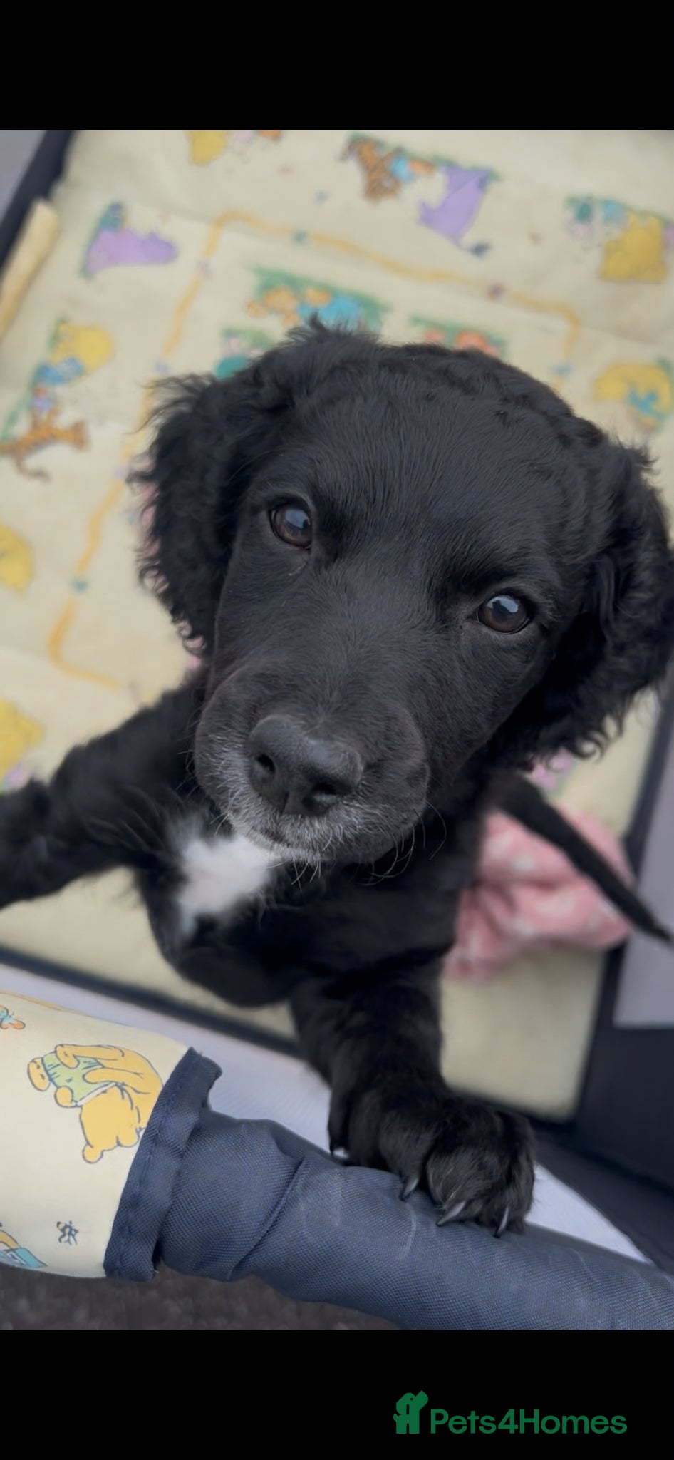 Mixed Breed dogs Beautiful playful little girl  - Advert 1
