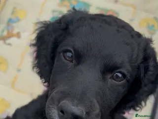 Mixed Breed dogs Beautiful playful little girl - Advert 1