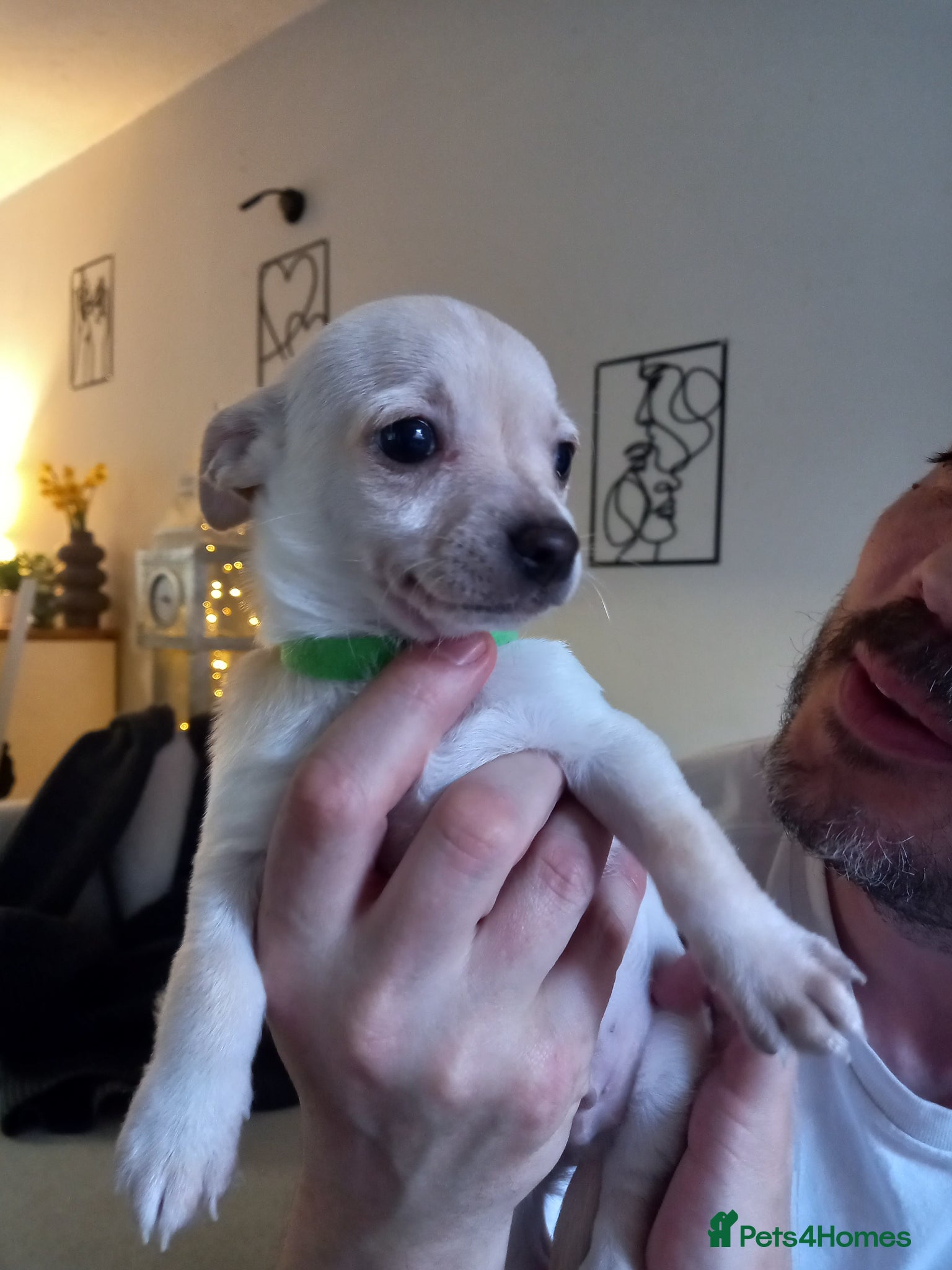 Jack Russell dogs Teddy.Last Adorable puppy - Advert 1