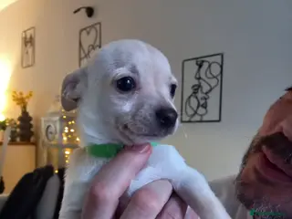 Jack Russell dogs Teddy.Last Adorable puppy - Advert 1