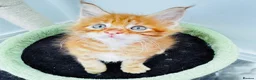 Maine Coon cats for sale: Pure breed XXL Maine Coon kittens  - Advert 11