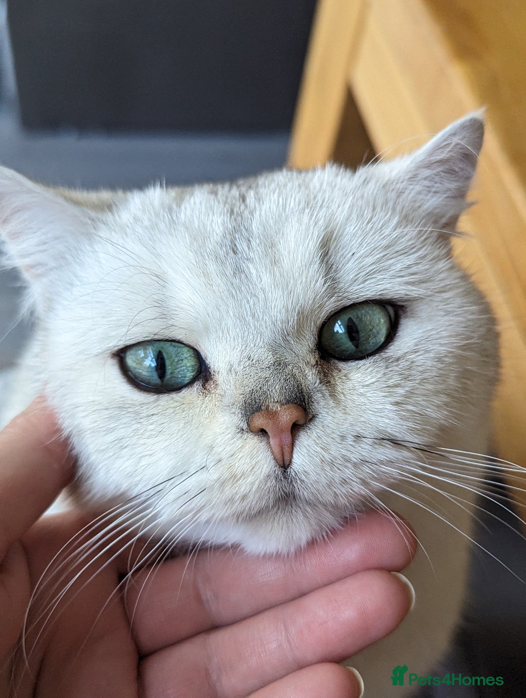 British Shorthair cats for stud:  For Stud, BSH White NS11 GCCF & TICA registred. in Telford - Advert 3