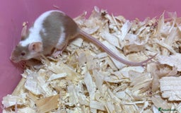 Mouse rodents for sale: Female baby mice ready now  - Image 6