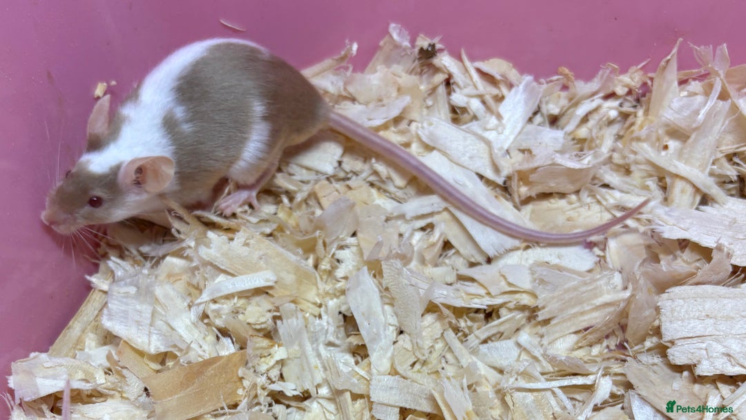 Mouse rodents for sale: Female baby mice ready now  - Image 6