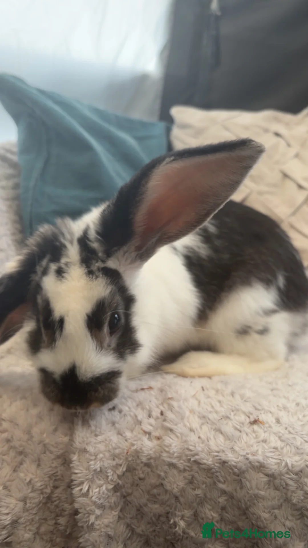 English Lop rabbits for sale: female english lop for sale in Bridgwater - Advert 3