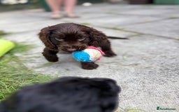 Cocker Spaniel dogs for sale: Cocker spaniel puppies 🐶 - Image 8