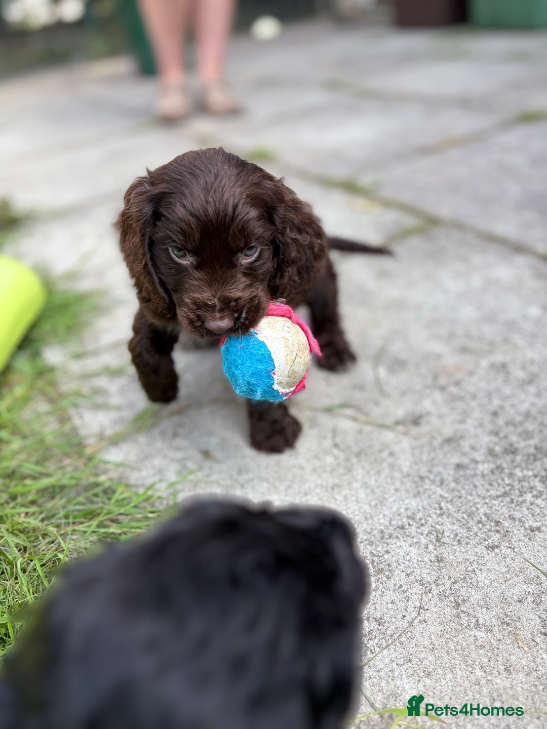 Cocker Spaniel dogs for sale: Cocker spaniel puppies 🐶 - Image 8