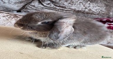 English Lop rabbits - Advert 6
