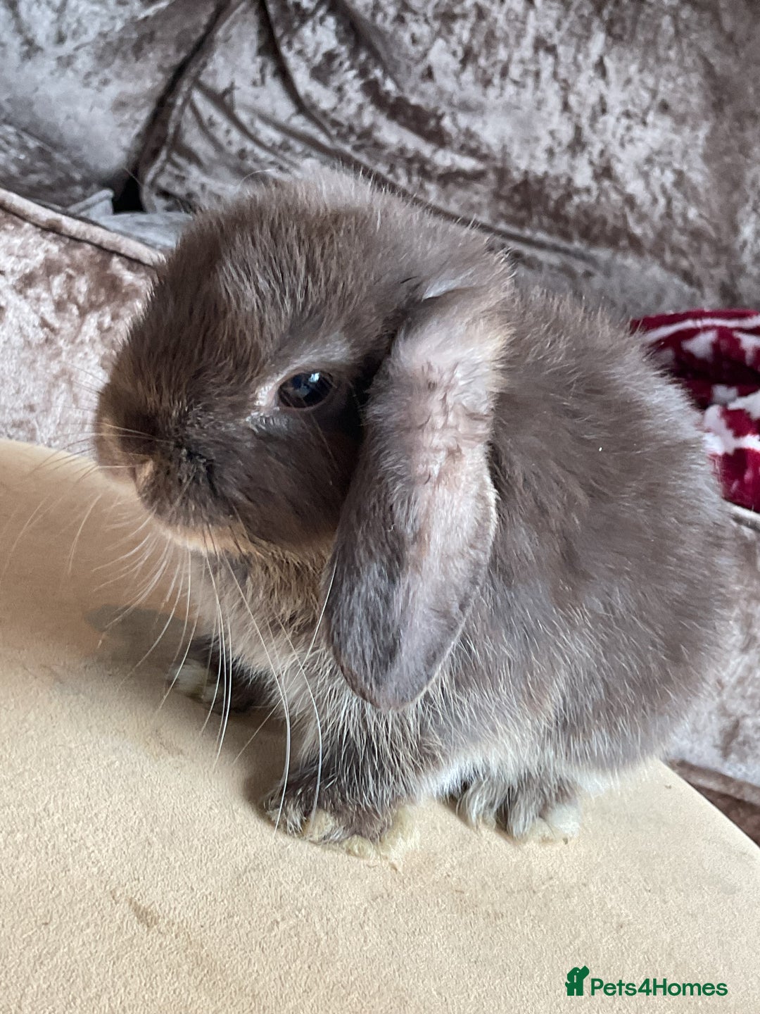 English Lop rabbits for sale: 3 beautiful holland lops   - Image 3