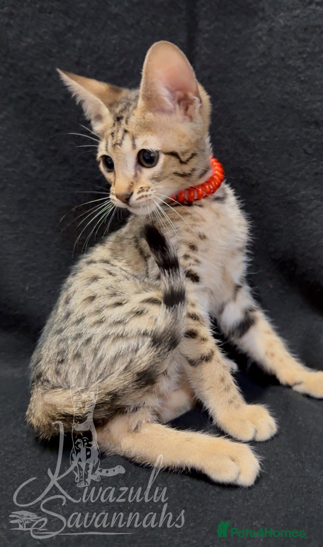 Savannah cats for sale: 12 Weeks Old 5*! -Exceptional Quality Tica Registr - Advert 13
