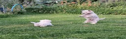 West Highland Terrier dogs for sale: Westie boy pup - Advert 2