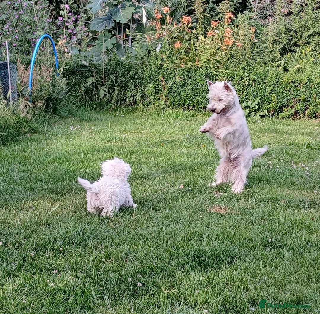 West Highland Terrier dogs for sale: Westie boy pup - Advert 2