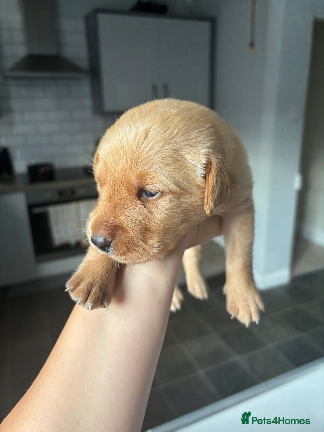 Goldador dogs for sale: Fox red goldador puppies ❤️ - Image 14