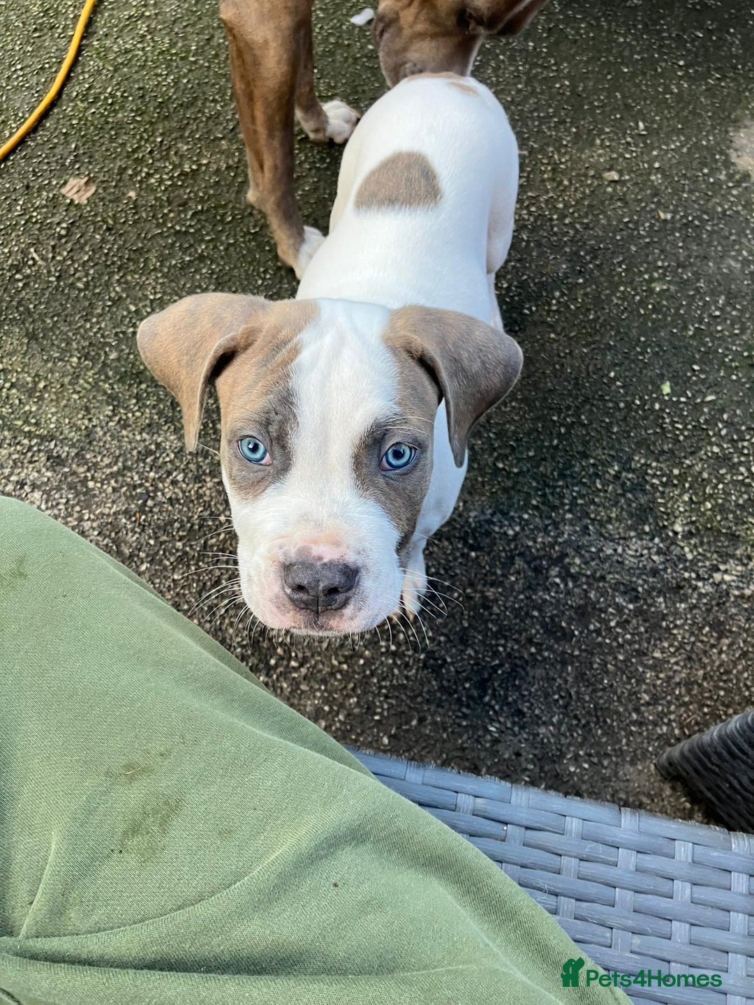Staffordshire Bull Terrier dogs for sale: Staffordshire  - Image 2
