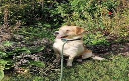 Mixed Breed dogs for adoption: Brilliant Bolt - Image 1