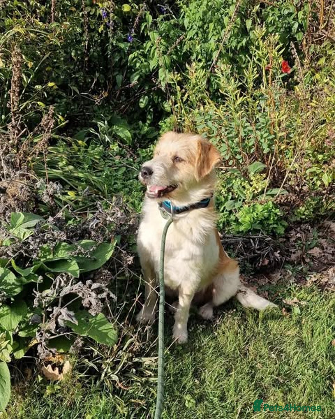 Mixed Breed dogs for adoption: Brilliant Bolt - Image 1