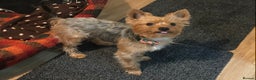 Yorkshire Terrier dogs for stud: Beautiful Minature Yorkie for STUD (PROVEN) in Chesterfield - Advert 2