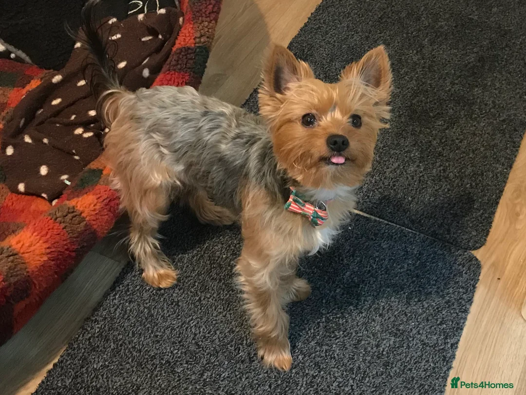 Yorkshire Terrier dogs for stud: Beautiful Minature Yorkie for STUD (PROVEN) in Chesterfield - Advert 2