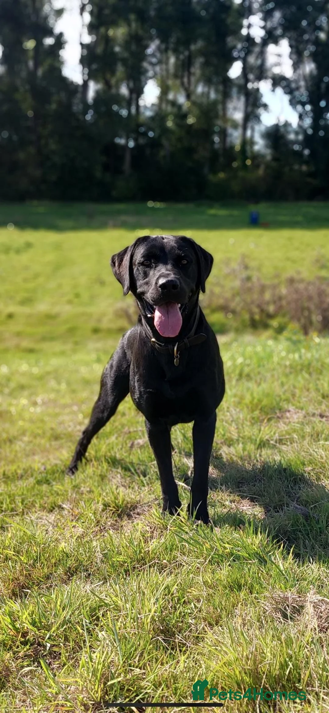 Labrador Retriever dogs for stud: KC registered Labrador retriever  in Chichester - Advert 2