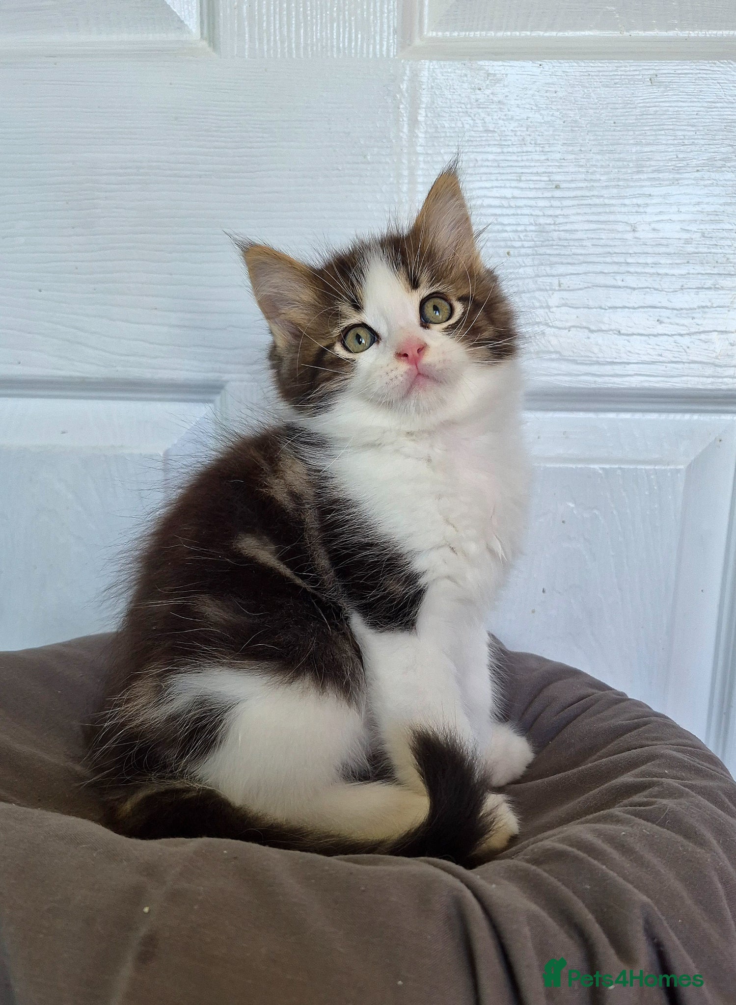 Ragcoon cats Confident Friendly Ragcoons Kittens  - Advert 1