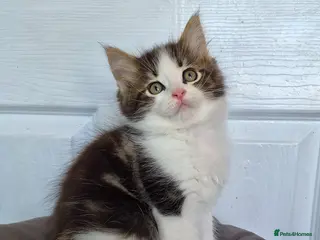 Ragcoon cats Confident Friendly Ragcoons Kittens - Advert 1