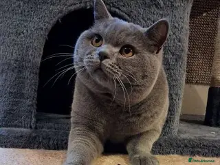 British Shorthair cats for stud: GORGEOUS BSH BLUE FOR STUD - Advert 2