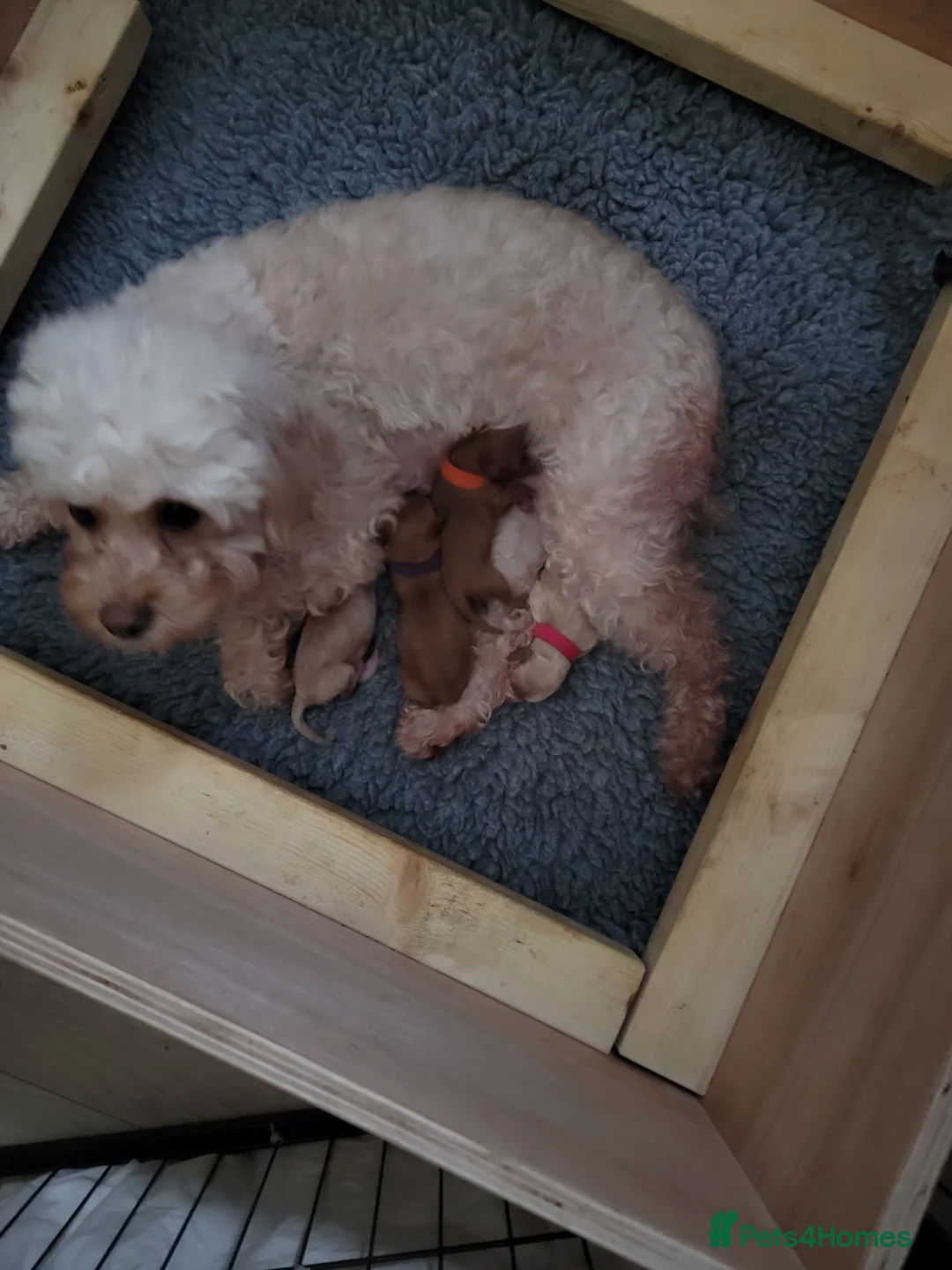 Maltipoo dogs for sale: F1b Maltipoo  - Advert 17