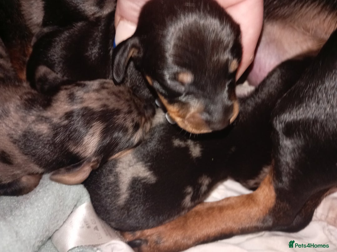 Dachshund dogs for sale: Daushund puppies  - Advert 17