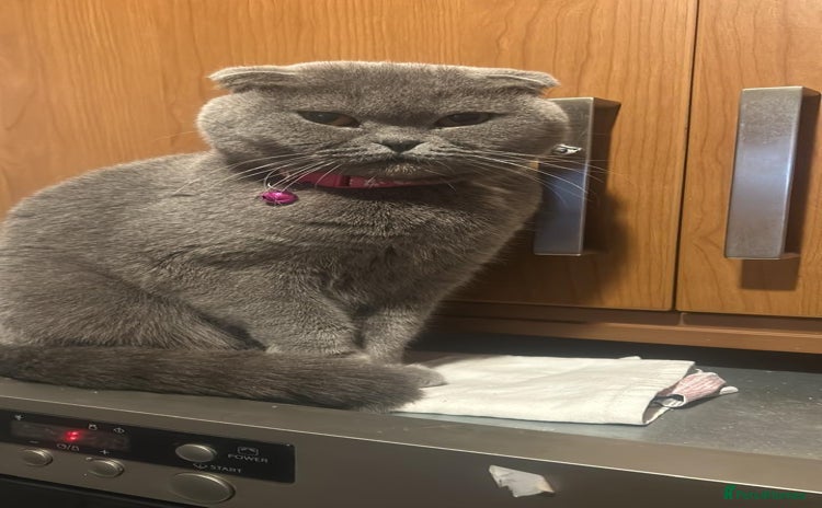 Scottish Fold cats - Advert 5