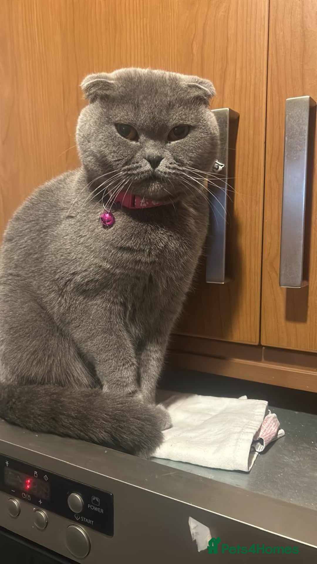 Scottish Fold cats for sale: ✨🐾 Scottish Fold Kittens for Sale🐾✨      - Image 1