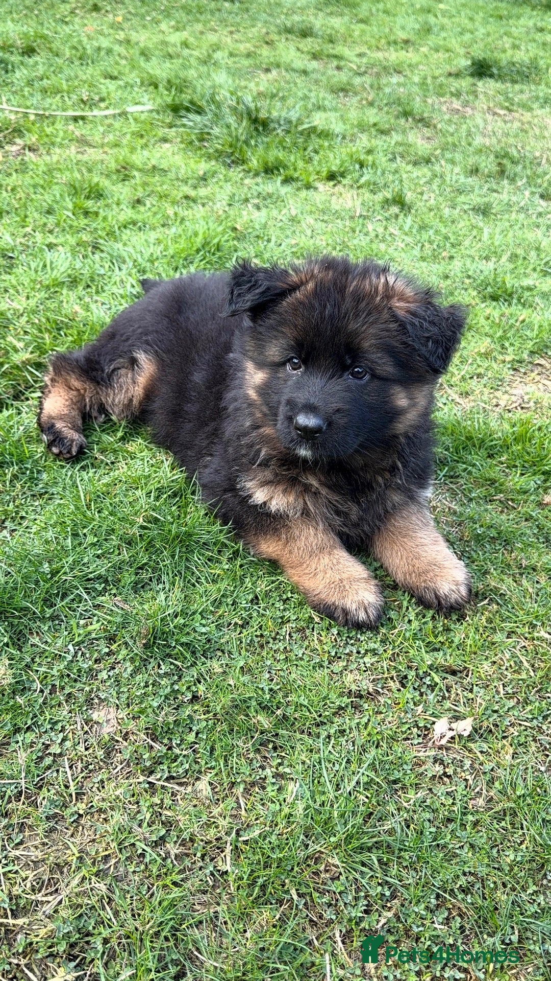 German Shepherd dogs for sale: QUALITY GERMAN SHEPHERD LONG HAIR PUPPIES  - Advert 2