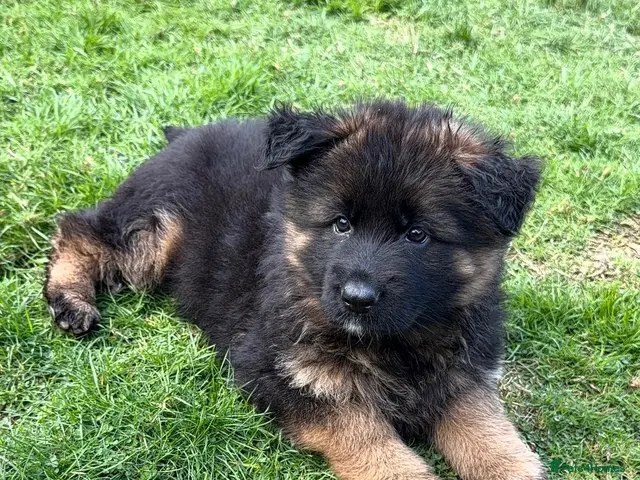 German Shepherd dogs for sale: QUALITY GERMAN SHEPHERD LONG HAIR PUPPIES - Advert 2