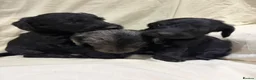 Doxiepoo dogs for sale: Ready to leave Doxiepoos, Jet Black girl and boy  - Advert 14