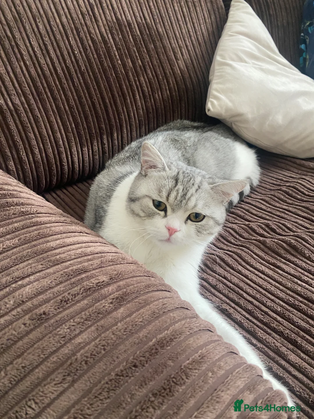 British Shorthair cats for sale: 10 months kitten for sale  in Bradford - Advert 2