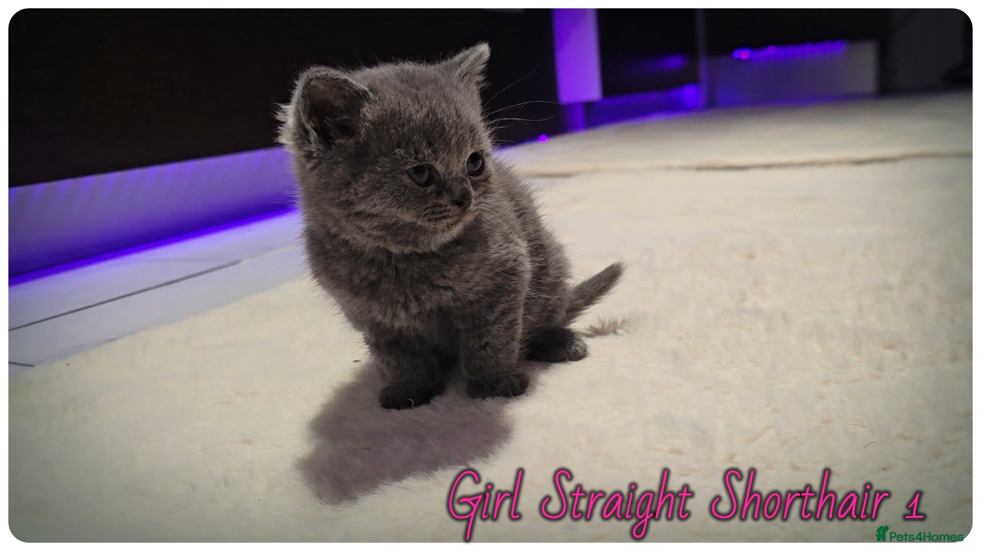 British Shorthair cats Pure British Blue Shorthair Kittens - Advert 1