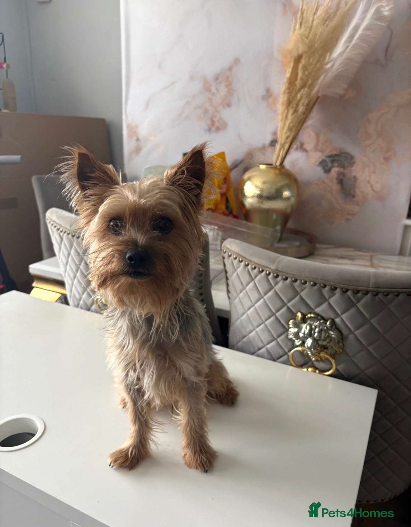 Yorkshire Terrier dogs Stormi - Advert 8