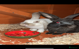 Rex rabbits for sale: 2 friendly male rabbits - Advert 1