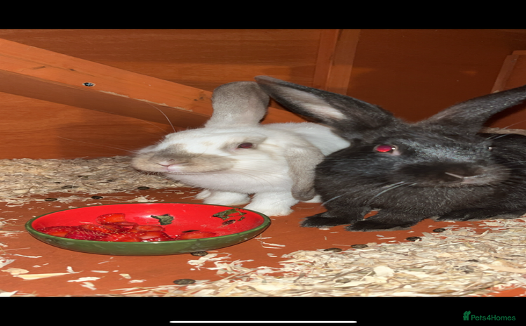 Rex rabbits 2 friendly male rabbits - Advert 1