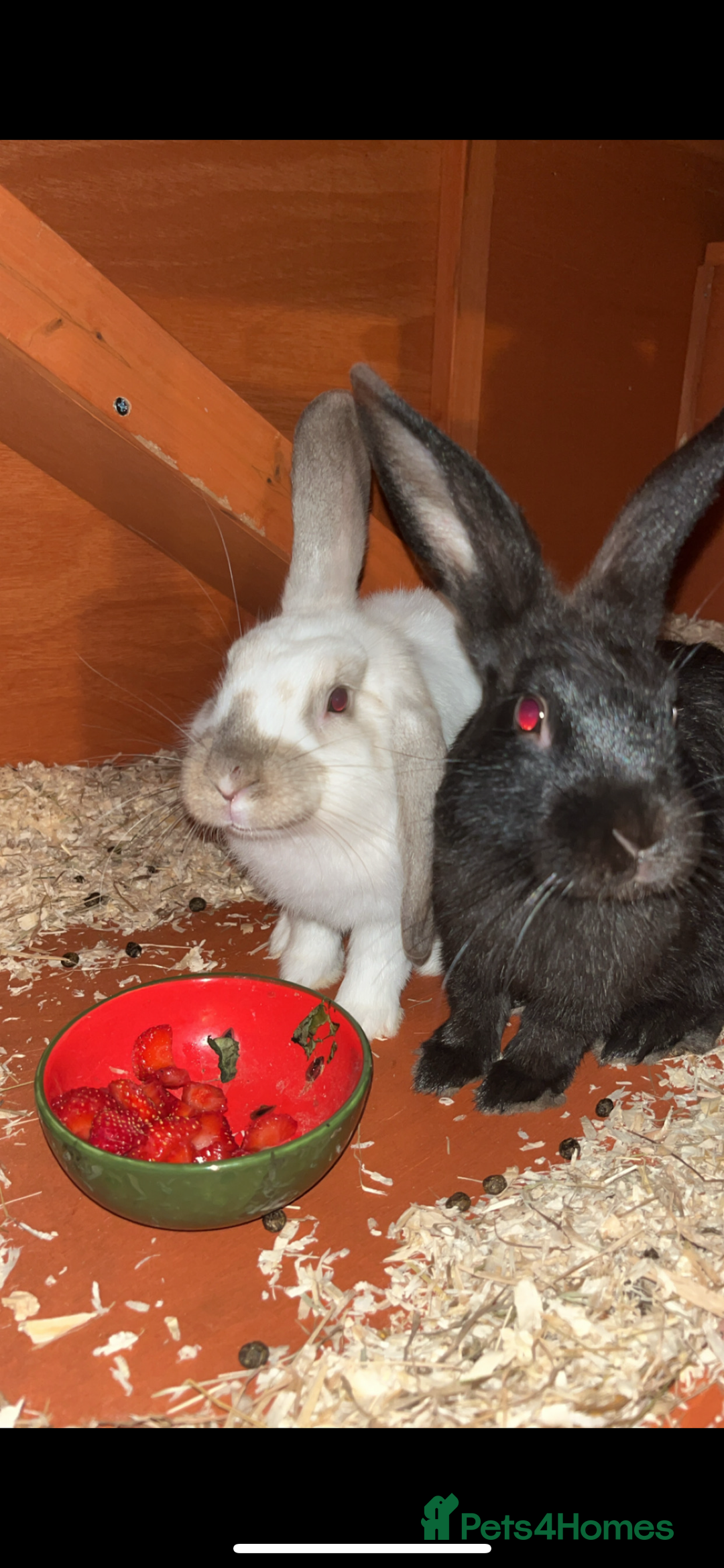 Rex rabbits for sale: 2 friendly male rabbits - Advert 1