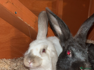 Rex rabbits 2 friendly male rabbits - Advert 1