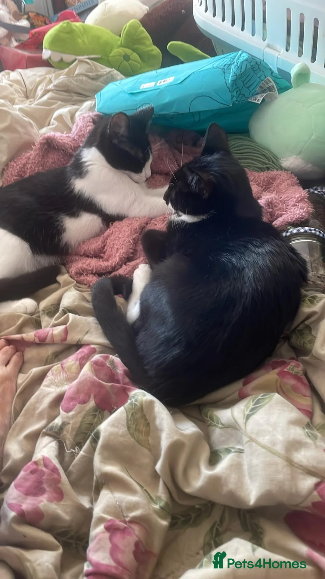 Mixed Breed cats for sale: Sable and orbie kittens - Advert 6