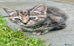 Mixed Breed cats for sale: 🐾 Adorable Tabby Kittens Looking for Their Homes! - Image 11