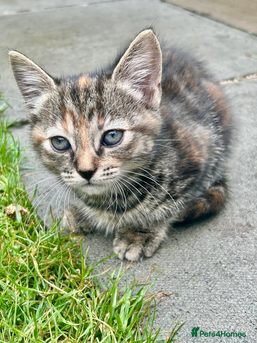 Mixed Breed cats for sale: 🐾 Adorable Tabby Kittens Looking for Their Homes! - Image 11
