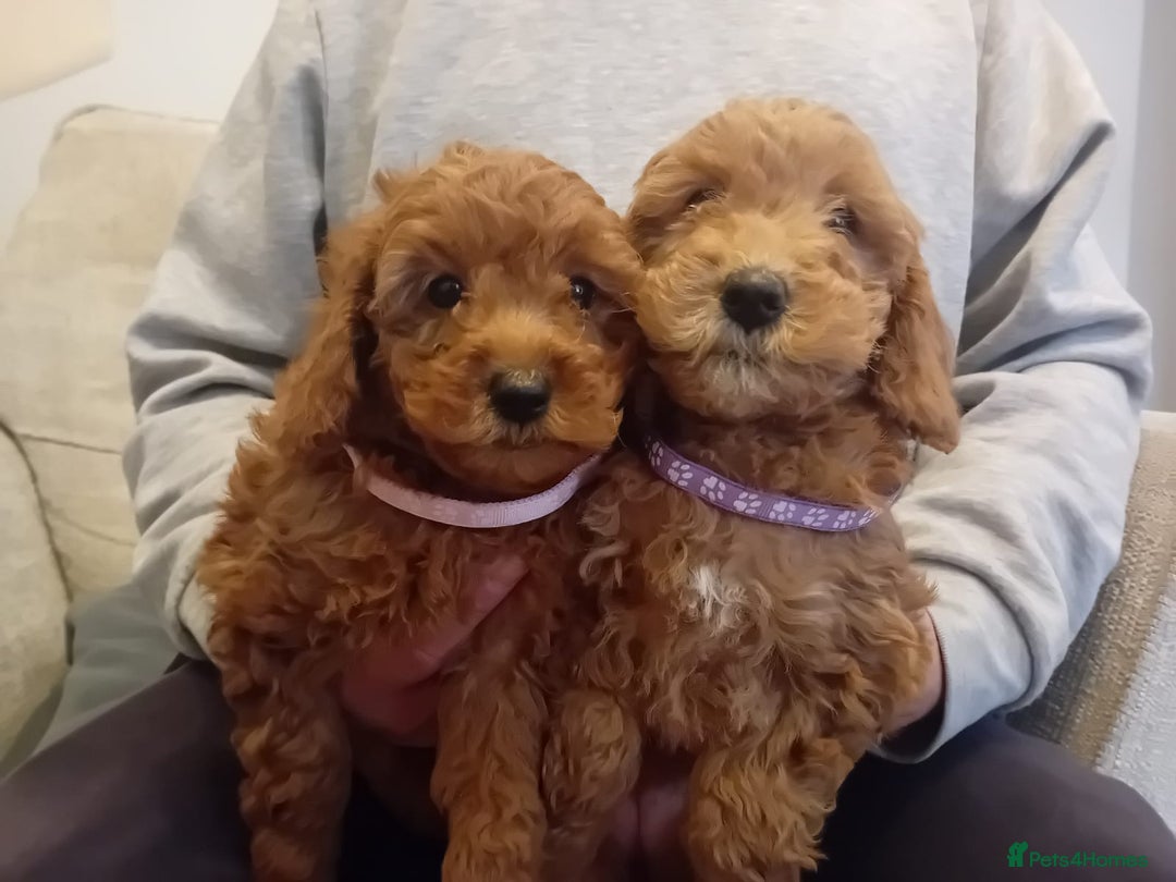 Goldendoodle dogs for sale: Goldendoodle puppies - Advert 2