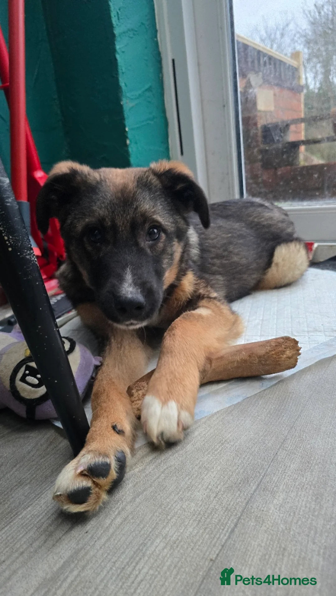 Mixed Breed dogs for adoption: Cute Colby for Adoption!  - Advert 2